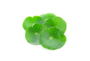 CH õ Ǯ⹰
 CH Natural Centella Asiatica Leaf Extract