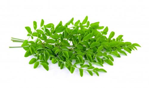 CH 천연 모링가잎추출물 CH Natural Moringa Oleifera Extract