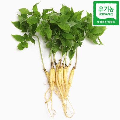  λ
 Organic Panax Ginseng