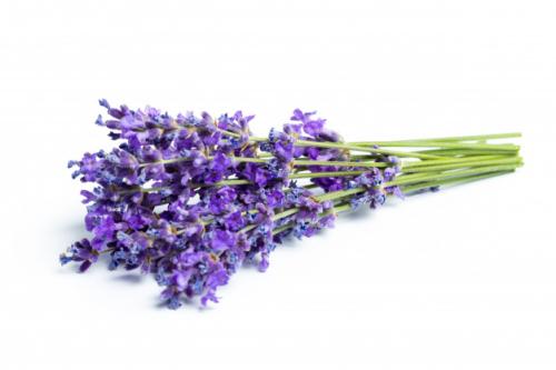 CH 천연 라벤더추출물 CH Natural Lavender Extract
