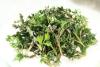 CH õ Ұ⹰
 CH Natural Artemisia Vulgaris Extract