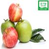  
 Organic Pyrus Malus (Apple) Fruit	
