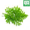  𸵰 - 
 Organic Moringa Oleifera Leaf