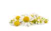 CH  ĳϲ⹰
 CH Organic Chamomilla Recutita (Matricaria) Flower Extract