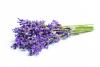 CH  󺥴⹰
 CH Organic Lavender Extract
