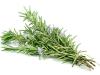 CH  ⹰-G
 CH Oragnic Rosemary Leaf Extract-G